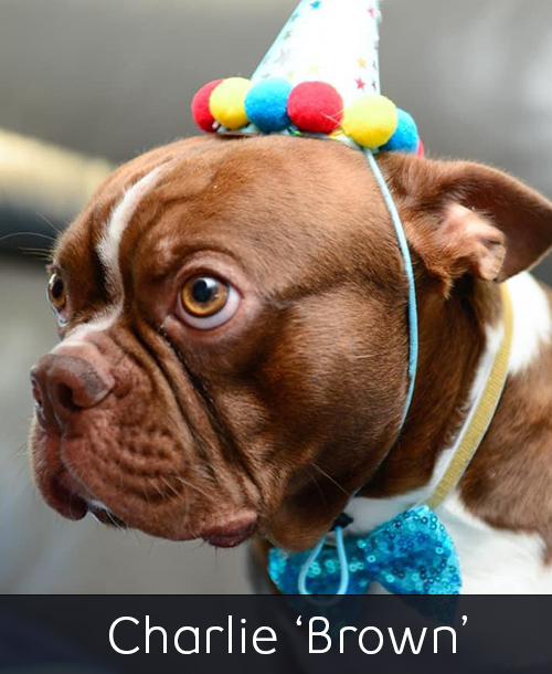 Charlie the Boston Terrier dog